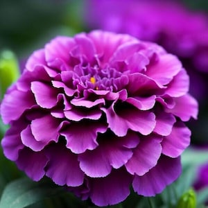 May include: Close-up of a vibrant purple flower with layered petals. The flower's center has a touch of yellow, contrasting with the deep purple hues. The petals are ruffled, creating a textured appearance. The flower is in full bloom.
