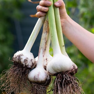 May include: A bundle of freshly harvested garlic bulbs with long green stems and exposed roots. The bulbs are white with purple hues and covered in soil. The garlic is held in a person's hand against a blurred green background.