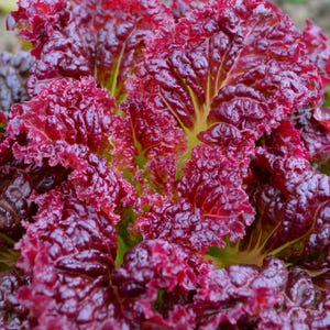 May include: Close-up of vibrant red lettuce leaves with ruffled edges. The leaves have a deep burgundy color with hints of green in the center, showcasing a fresh and healthy appearance. This image highlights the texture and color of the leafy green.