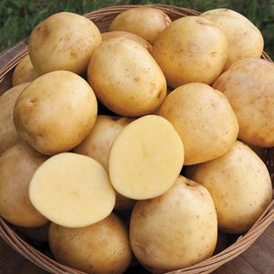 May include: A basket filled with fresh, light brown potatoes, some whole and some sliced open to reveal the pale yellow flesh. The potatoes have a slightly rough texture and are arranged in a woven basket.