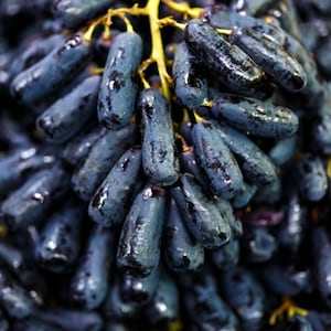 20 Mixed Finger Grape Seeds – Unique Elongated Grape Varieties, Climbing Vine for Warm Gardens or Containers, Sweet and Juicy Fruit