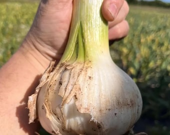2 Pound Garlic Bulbs | Organic Garlic Cloves for Planting, Heirloom Variety for Fall or Spring Garden, Flavorful Homegrown Harvest