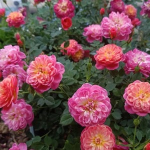 May include: A close-up of a rose bush with numerous blooms in shades of pink, coral, and yellow. The roses are fully open, displaying multiple layers of petals. The green foliage provides a backdrop for the colorful flowers.