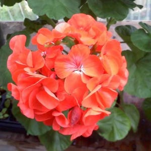 10 Orange and White Geranium Seeds, Perennial Blooms, Bright Fragrance, Easy to Grow, Summer Color, Compact Annual Flower for Pots