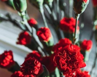 30 Seeds | Red Mini Carnation Flower Seeds, Dianthus Compact Blooms, Fragrant Perennial Garden Plant, Vibrant Cottage Cut Flowers