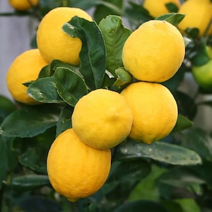 5 Meyer Lemon Seeds, Improved Lemon, Sweet Citrus Tree for Containers, Patio Gardens & Indoor Growing, Fragrant Evergreen Ornamental