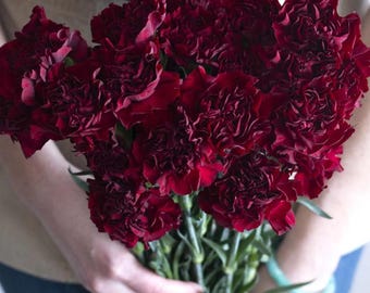 30 Seeds | Dark Red Burgundy Carnation Flower Seeds, Dianthus Blooms, Fragrant Perennial Garden Favorite, Romantic Cottage Cut Flowers