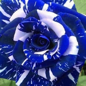 30 Blue Dragon Rose Seed, Flower Seeds - Rose Garden, Perennial, Deciduous, Cold Resistant, GMO Free, Flower Seeds, Authentic Seeds