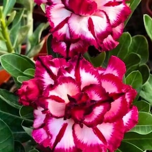 4 Magenta White Desert Rose Seeds, Rare Adenium Obesum,Exotic Flowering Plant,Adenium Obesum, Bicolor Succulent Tree,Special Tropical Blooms