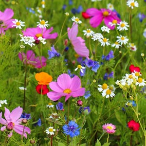 1000+ Missouri Wildflower Mix Seeds, Dry Area, Heirloom Flowers, Drought-Tolerant, Easy to Grow, Pollinator-Friendly Native Garden Mix
