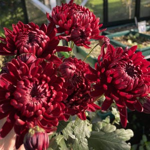 Divine Charm Mum Chrysanthemum Seeds, Full Double Blooms, Fall Garden Favorite, Easy to Grow Perennial Cut Flower, Special Double Blooms