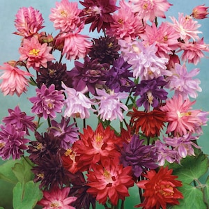 200+ Tall Double Columbine Seeds, Native Perennial Spring Flowers,Cottage Garden Non-GMO,Colorful Blooms, Friendly Blooms in Stunning Colors