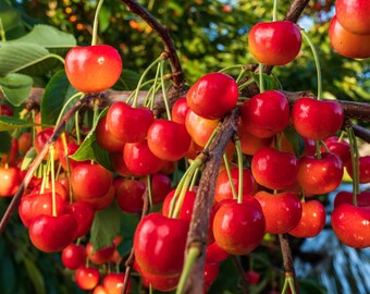 Chelan™ Sweet Cherry Tree - Stark Bro’s