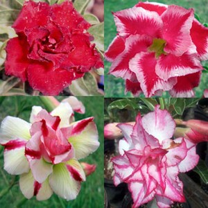 May include: Four close-up images of vibrant flowers. One is a deep red, fully bloomed rose-like flower. Another is a bright pink and white flower with pointed petals. The other two flowers are pink, white, and red with unique petal patterns.