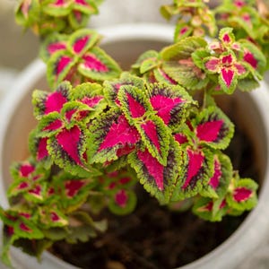 25 Rekwiat Coleus Rainbow Seeds, Heirloom Seeds, Brightest Coleus Mix, Painted Nettle, Houseplants, Shade Garden, Coleus Blumei, Non-GMO