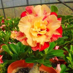 4 Red Orange Desert Rose Seeds, Exotic Patio Plant, Adenium Obesum, Tropical Succulent Tree with Fiery Blooms, Drought-Tolerant Bonsai