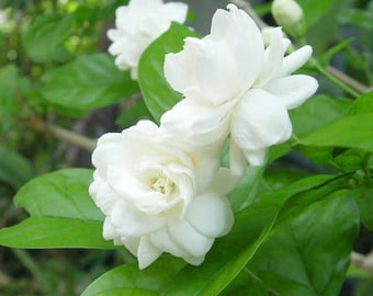 12 Jasmine Fragrant Seeds, Fragrance, Flowers and Brilliant Green Leaves, Exotic Highly Scented Climbing Vine, Patio or Indoor Container