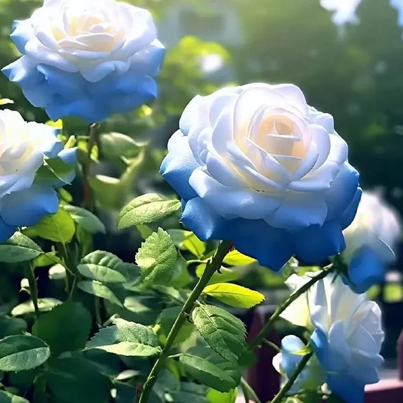 Blue Feed Roses 20 Broken Ice Blue Rose Seed, Non-gmo Heirloom Variety, Easy to Grow ...