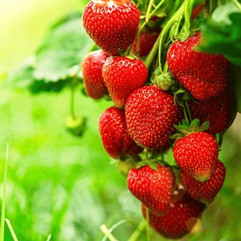 K&ouml;nnte beinhalten: Nahaufnahme eines Clusters reifer, roter Erdbeeren. Die Erdbeeren sind leuchtend rot und haben eine strukturierte Oberfl&auml;che. Sie h&auml;ngen an gr&uuml;nen Stielen und Bl&auml;ttern vor einem verschwommenen gr&uuml;nen Hintergrund.