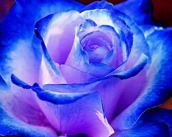 Blues Blue Rose Seeds - Perennial - Authentic Seeds - Flowers