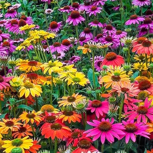 50 Coneflower Seeds – Echinacea Purpurea Mix for Pollinator Gardens – Vibrant Perennial Blooms, Drought Tolerant Flowers