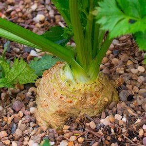 May include: Close-up of a celery plant with a bulbous, textured root and vibrant green stalks and leaves. The plant is surrounded by small, colorful pebbles, showcasing a natural, earthy aesthetic.