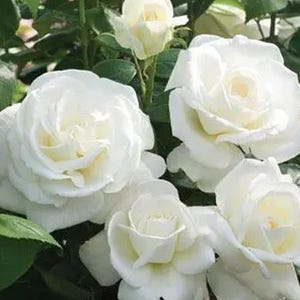 30 Sugar Moon Rose Seeds, Perennial, Cross-Pollinating, Cold Resistant, Deciduous, Fragrant Pure White Rose Bush, Romantic Garden Flower