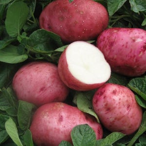113gr Size Red Pontiac Potatoes Seed, Early-Mid Season Potato, Smooth Red Skin, White Flesh, High Yield Heirloom Variety, Natural