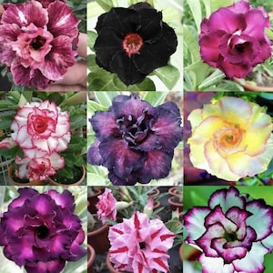 May include: A grid of nine vibrant desert rose flowers in various colors. The blooms showcase a range of hues, including deep burgundy, black, purple, pink, and yellow, with intricate petal patterns and textures. Each flower is in a small pot.