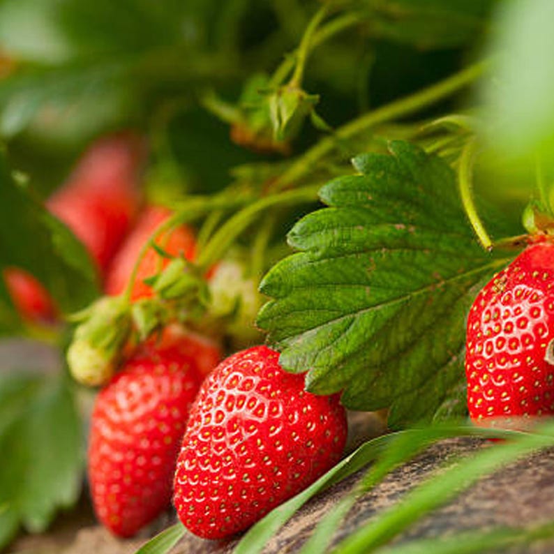 K&ouml;nnte beinhalten: Nahaufnahme von reifen roten Erdbeeren mit gr&uuml;nen Bl&auml;ttern und Stielen. Die Erdbeeren haben eine strukturierte Oberfl&auml;che und sind teilweise vom Laub verdeckt. Das Bild f&auml;ngt die Frische der Frucht ein.