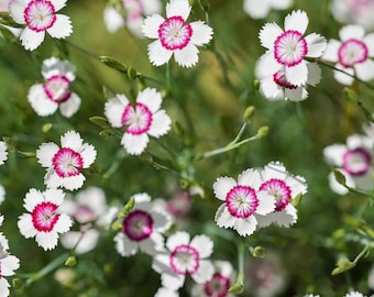 30 Seeds | Arctic Fire Maiden Pinks Carnation Seeds, Dianthus White and Red Blooms, Fragrant Perennial Garden Plant, Cottage Flowers