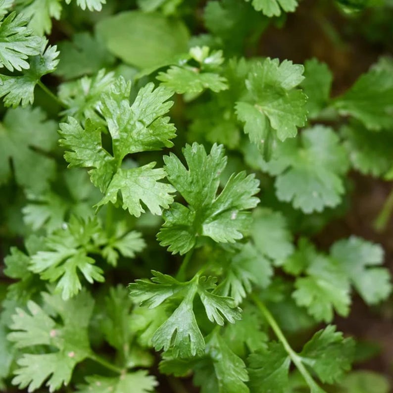 50 Cilantro Seeds Aromatic Coriander Herb With Fresh Flavor Easy Grow ...