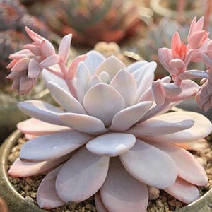 100 Seeds Echeveria Laui Succulent, Natural , Easy-Care Indoor Plant, Special Pink Rosette, Unique Drought-Tolerant Garden Succulent