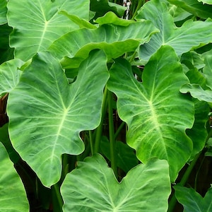 May include: Close-up of large, vibrant green elephant ear plant leaves. The leaves have prominent veins and a heart-like shape, with a lighter green hue near the center. The image showcases the lush foliage of the plant.