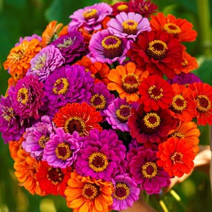 100 Zinnia Purple Dream Mix Seeds, Flower Seeds, Flower Mix, Purple Zinnia, Mixed Zinnia, A Rainbow of Beauty, Blooms All Season, Non GMO