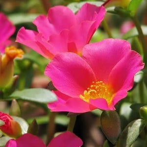 30 Purslane Seeds, Portulaca Moss Rose Succulent Flowers Heirloom Drought Tolerant Annual for Rock Gardens & Containers