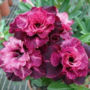 4 Magenta White Desert Rose Seeds, Adenium Obesum, Bicolor Succulent Tree, Special Tropical Blooms, Caudex Bonsai Form, Drought-Tolerant