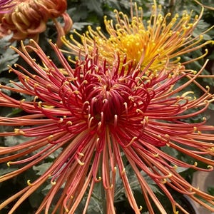 10 SeedsJapanese Spider Chrysanthemum, Rare Exotic Flower Seeds, Pretty Garden Blooms, Special Heirloom Flower,Fall Garden,Unique Cut Flower
