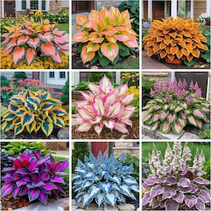 May include: A collection of nine different hosta plants, showcasing a variety of leaf colors and patterns. The plants feature shades of green, yellow, blue, pink, purple, and orange. Some hostas have solid-colored leaves, while others display variegated patterns.
