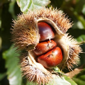 May include: Close-up of a chestnut burr, showcasing three glossy, reddish-brown chestnuts. The burr is open, revealing the nuts within, and is covered in sharp, spiky bristles. Green foliage provides a natural backdrop.