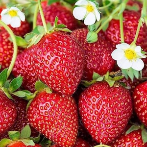 K&ouml;nnte beinhalten: Nahaufnahme von reifen Erdbeeren mit gr&uuml;nen Bl&auml;ttern und wei&szlig;en Bl&uuml;ten. Die leuchtend roten Beeren haben eine strukturierte Oberfl&auml;che und sind dicht beieinander. Die wei&szlig;en Bl&uuml;ten haben gelbe Zentren.
