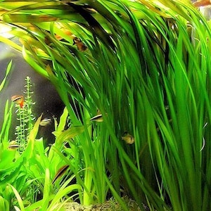Jungle Vallisneria Americana Live Aquarium Plant – Easy Background Plant for Freshwater Tanks, Low Maintenance Aquascaping