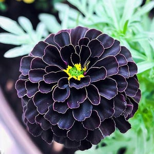 May include: Close-up of a dark purple flower with layered petals and a yellow and green center. The petals have a white outline, and the flower is surrounded by green foliage. The flower is in full bloom.