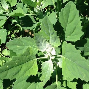 50 Tree Spinach Seed, Lambs Quarters, Heirloom Vegetable Warm Climates Gardens, Fast-Growing table use Leafy Green, Vibrant Magenta