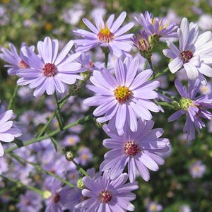 101+ Smooth Blue Aster Seeds, Native Wildflower Gardening Plant Seed for Flower Gardens & Pollinator Butterflies, Symphyotrichum Laeve
