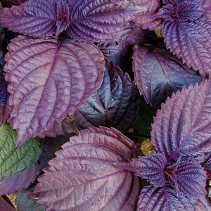 150+ Seeds Purple Shiso, Perilla Frutescens Seeds, Perilla Herb, Japanese Basil,Shiso Herb Seeds, Easy To Grow Seed,Nutrious and Widely Used