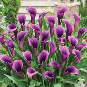 25 Purple Calla Lily Seeds, Exotic Perennial Flowering Plant, Gardens and Bouquets, Easy to Grow, Ornamental Landscaping Flowers