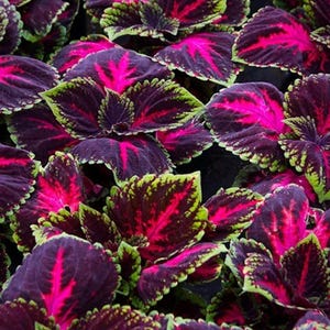 20 Coleus Seeds Pink Black Green Rare Color, Pink Black Green Foliage Plant Seeds,Shade Garden Flower Seeds for Gardeners & Plant Collectors