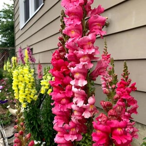 5000+ Tetra Snapdragon Seeds, Tetra Snapdragon Seeds (Antirrhinum majus), Colorful Garden Blooms, Easy to Grow, Cottage Garden Favorites