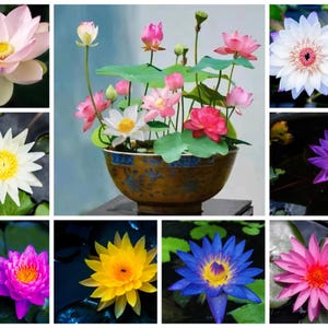 May include: A collection of vibrant water lilies in various colors, including pink, white, yellow, and blue. The flowers are displayed in a decorative bowl, showcasing their delicate petals and intricate details. The image captures the beauty of aquatic flora.